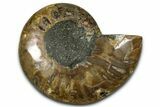 Cut & Polished Ammonite Fossil (Half) - Madagascar #377623-1